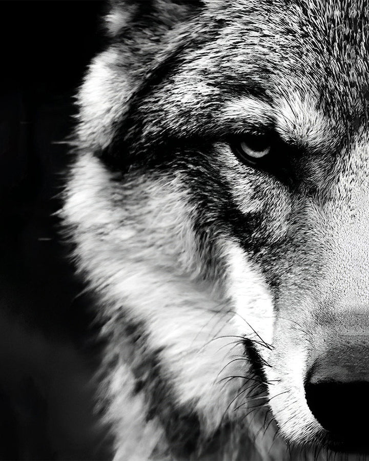 De Verborgen Wolf Diamond Painting