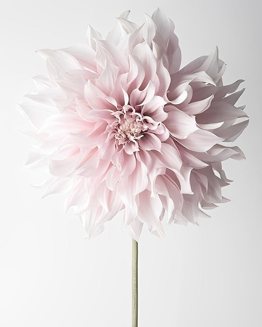 Een Roze Chrysant Diamond Painting