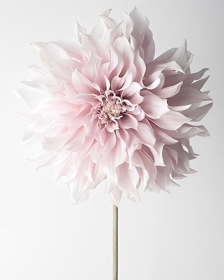 Een Roze Chrysant Diamond Painting