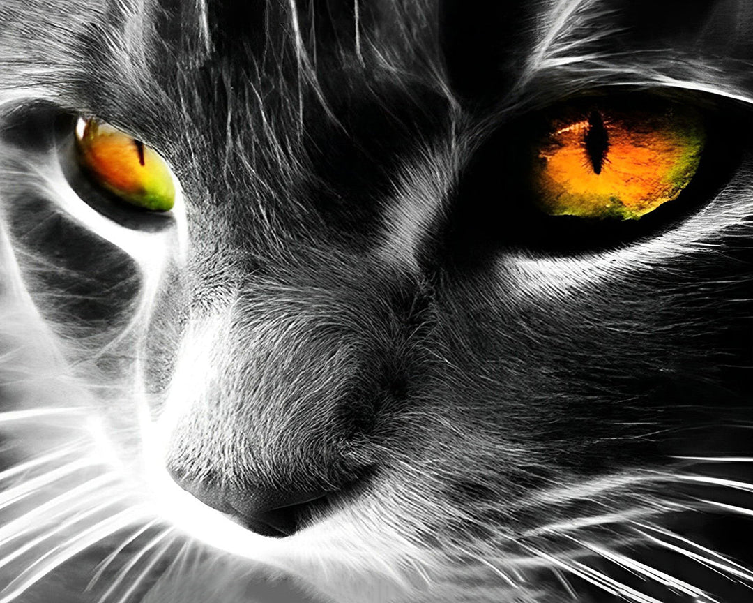 Grijze Kat met Oranje Ogen Diamond Painting