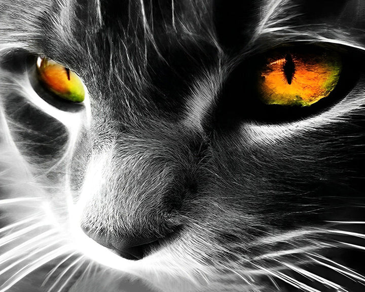 Grijze Kat met Oranje Ogen Diamond Painting
