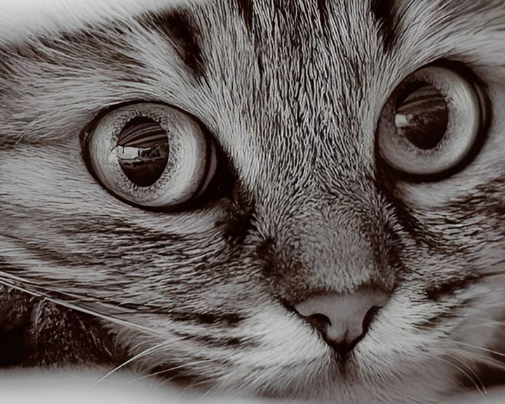 Kleine Grijze Kitten Diamond Painting