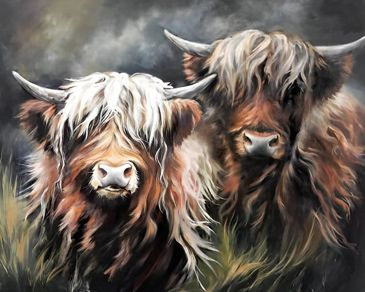 Twee Highland Koeien Diamond Painting