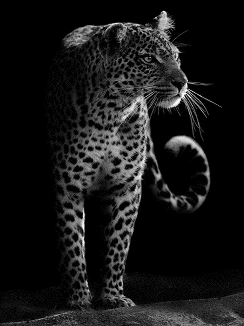 Een Tijger Kijkt in de Verte Diamond Painting