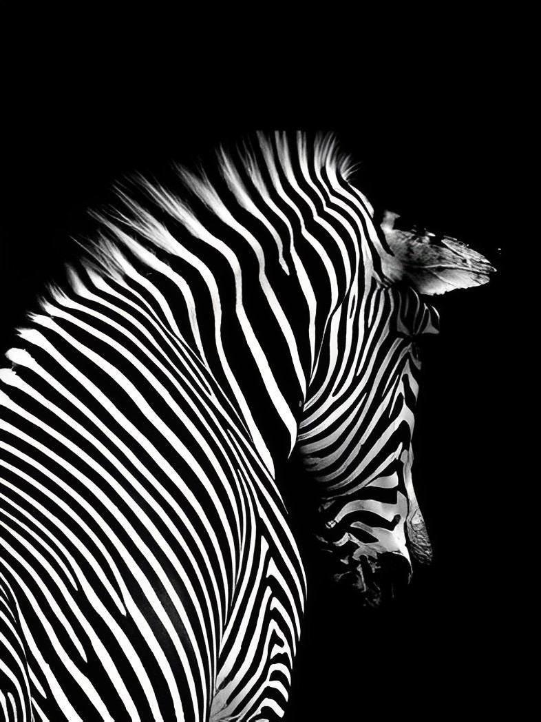 Een Zebra met Gebogen Kop tegen een Zwarte Achtergrond Diamond Painting