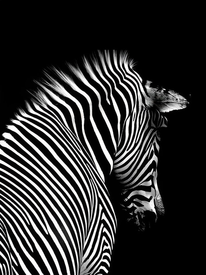 Een Zebra met Gebogen Kop tegen een Zwarte Achtergrond Diamond Painting
