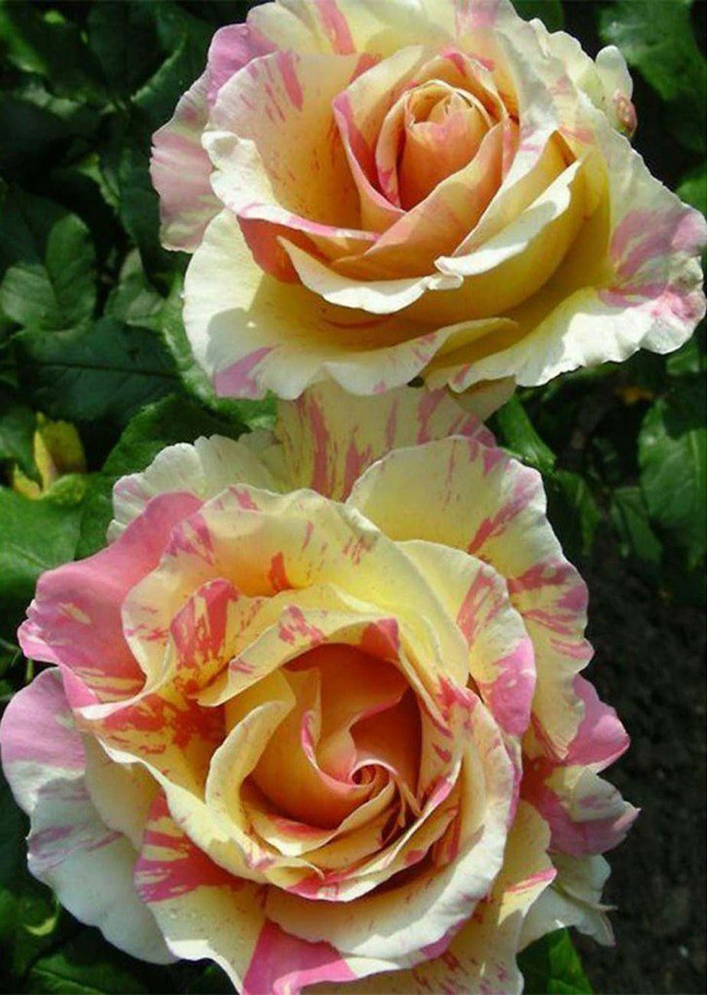 Gele en Roze Tweekleurige Rozen Diamond Painting