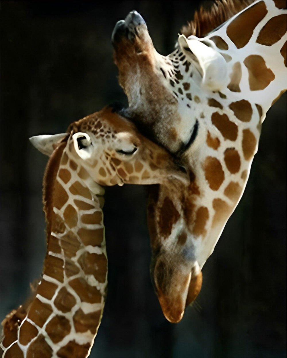 Giraffe en Babygiraffe Diamond Painting