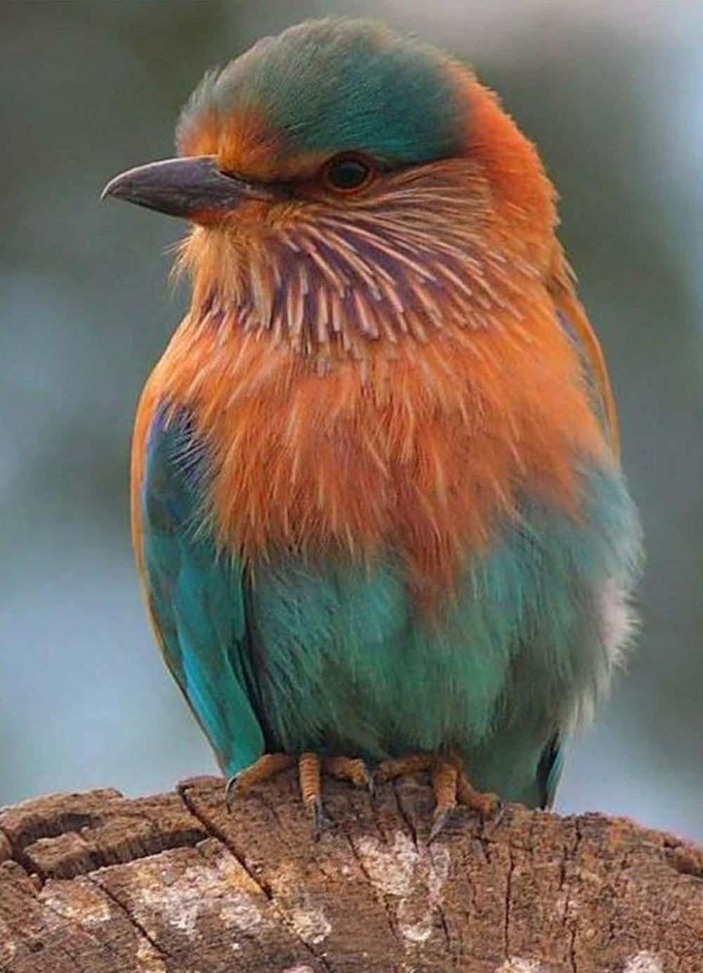 Indiase Roller op de Boom Diamond Painting