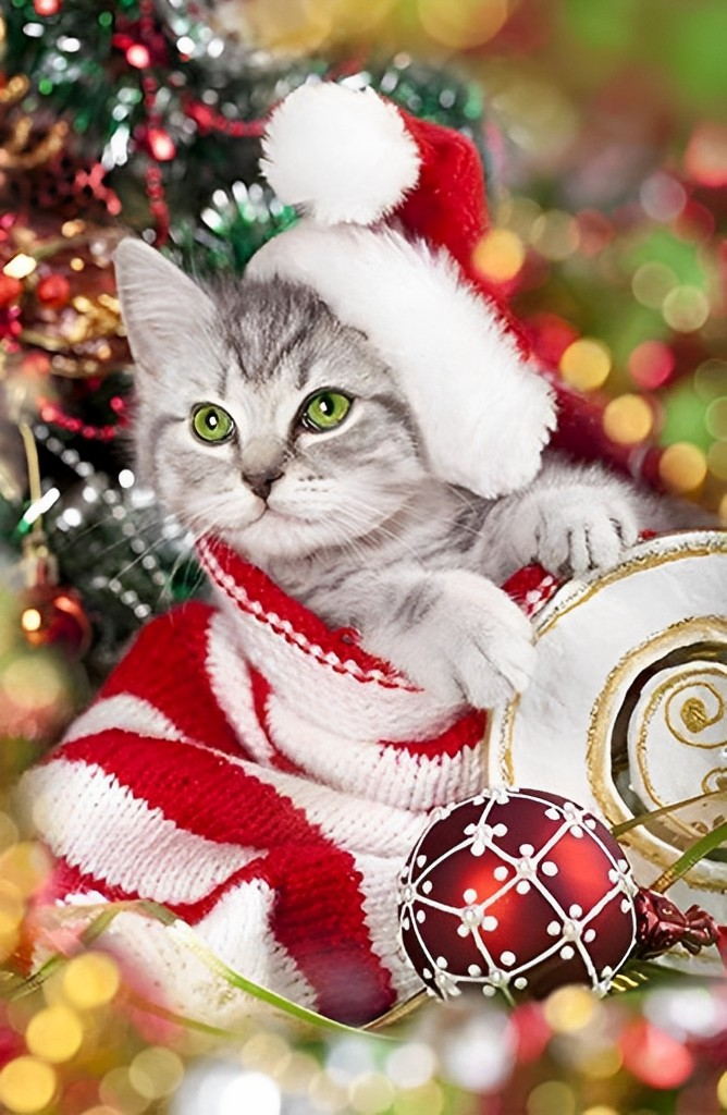 Kat in Kerstmuts en Sjaal Diamond Painting