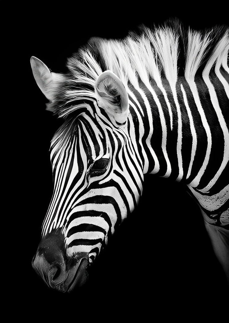 Zebra op een Zwarte Achtergrond Diamond Painting