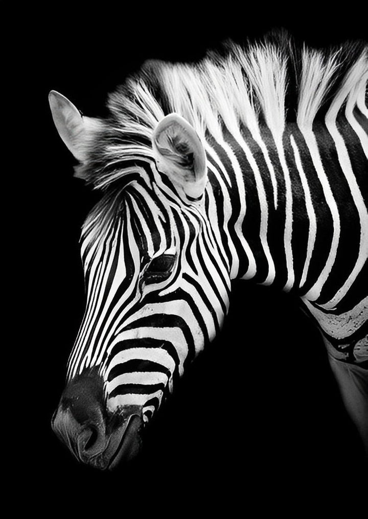 Zebra op een Zwarte Achtergrond Diamond Painting