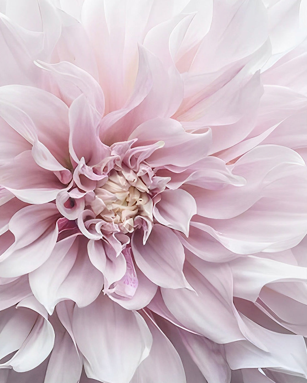 Bloeiende Roze Chrysant Diamond Painting
