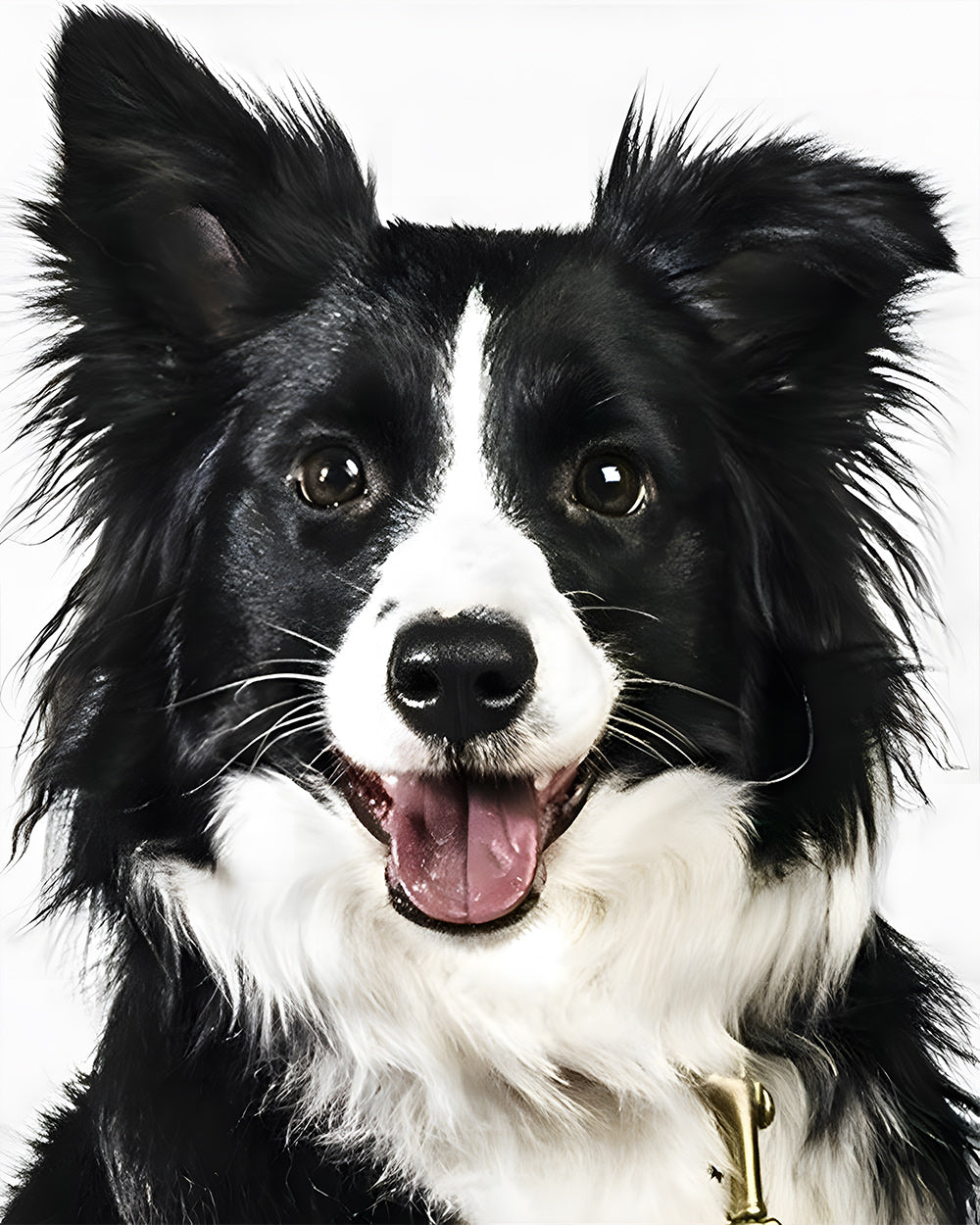 Border Collie Hond Diamond Painting