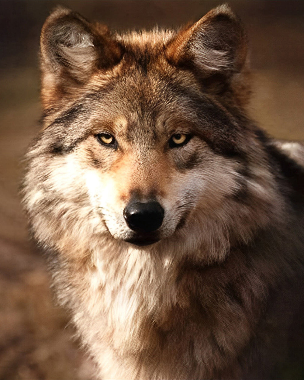 De Blik van de Wolf Diamond Painting