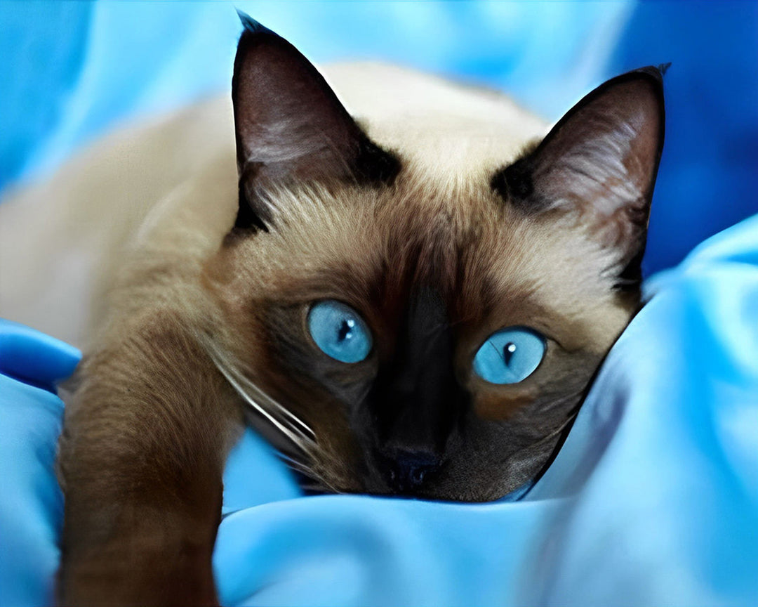 Grijze Kat met Blauwe Ogen Diamond Painting