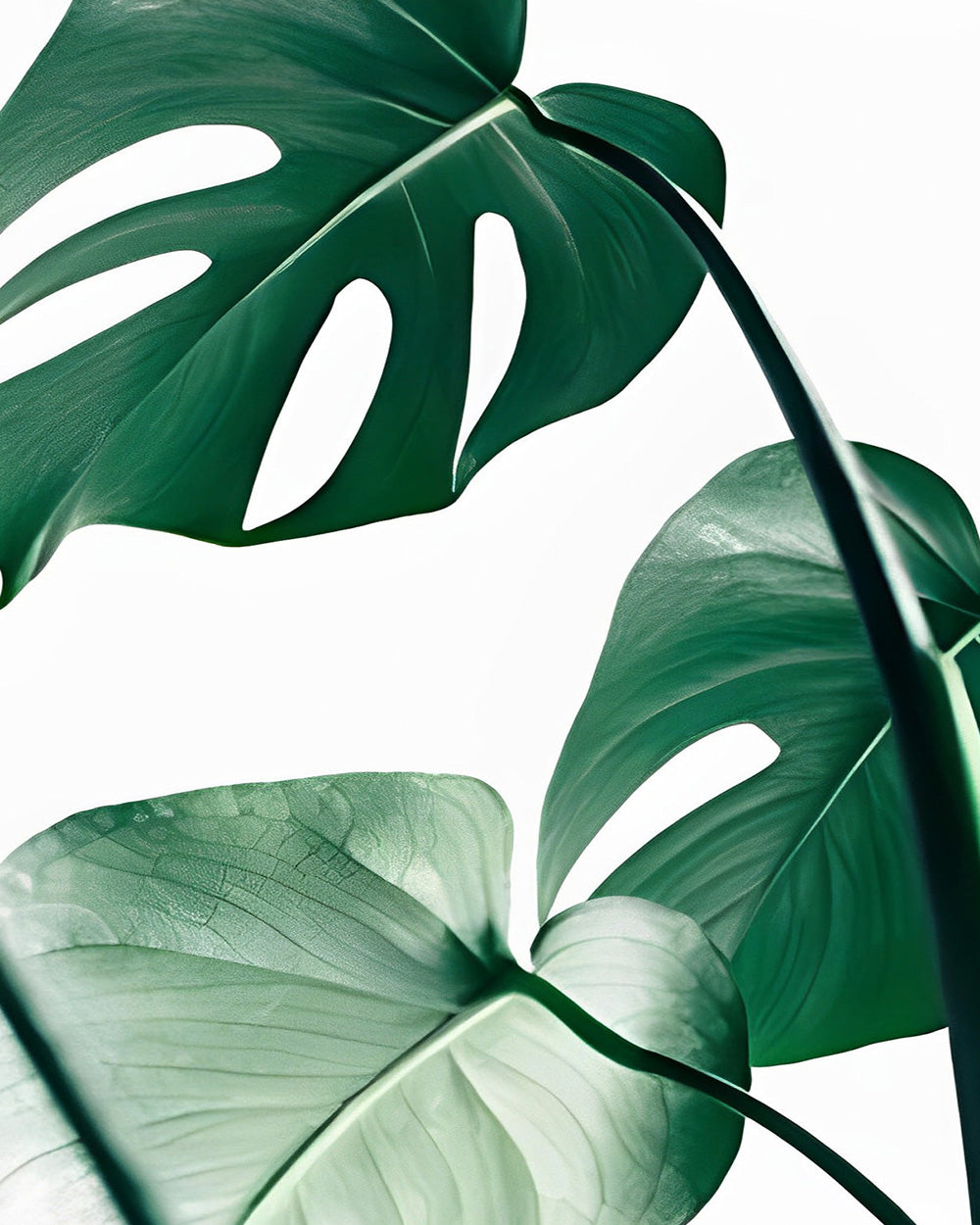 Groene Monstera Bladeren Diamond Painting