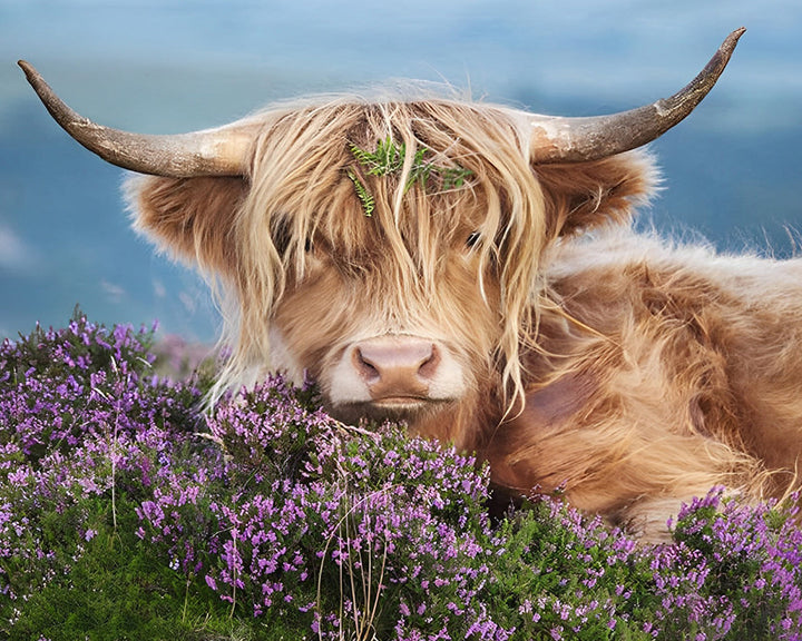 Highland Koe tussen Paarse Bloemen Diamond Painting