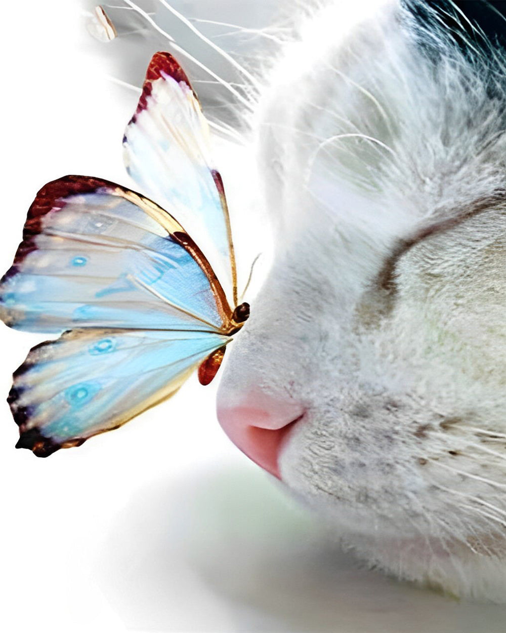 Kat en Blauwe Vlinder Diamond Painting