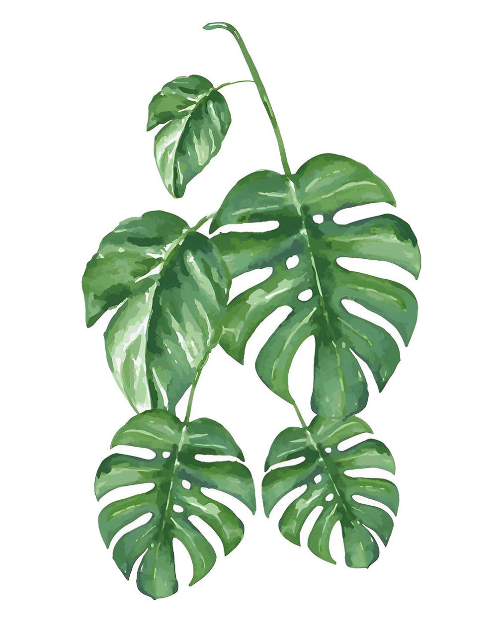 Vijf Monstera Bladeren Diamond Painting