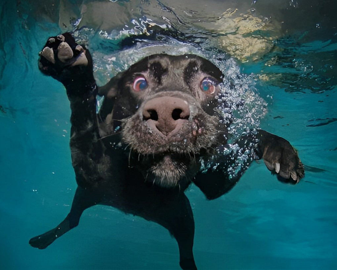 Zwarte Hond in Water Diamond Painting