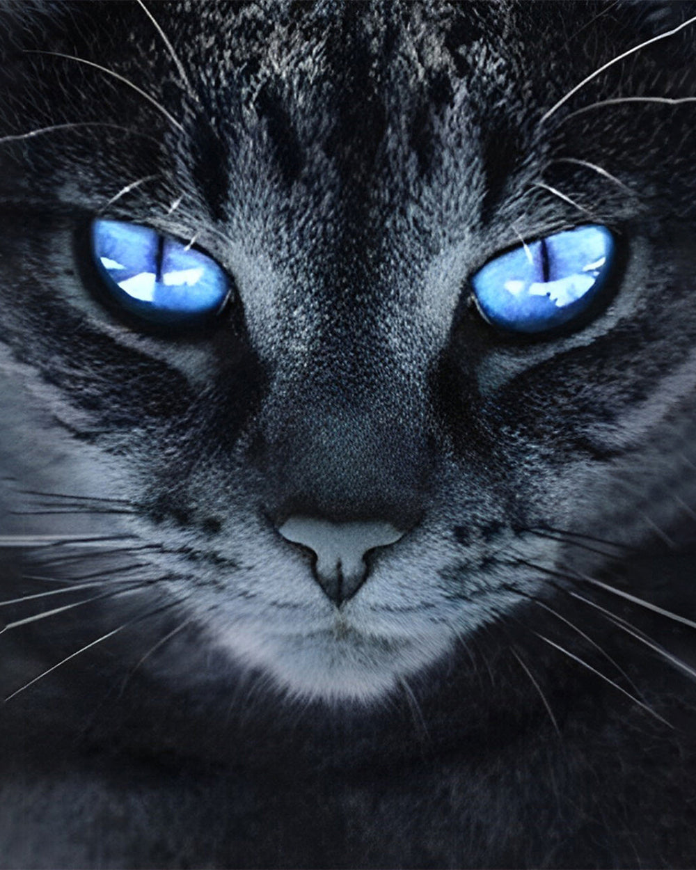 Zwarte Kat met Blauwe Ogen Diamond Painting