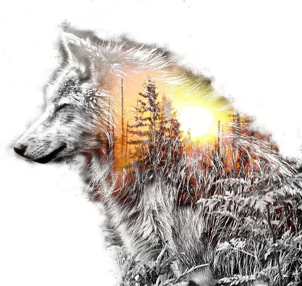 Wolf Diamond Painting DPWOLSQR113