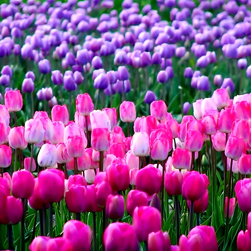 Betoverend Sprankelend Tulpenveld Diamond Painting