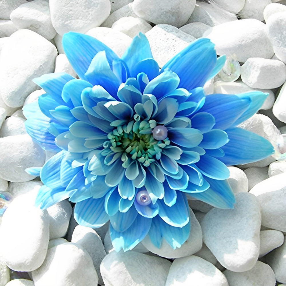 Blauwe Bloem tussen Witte Steentjes Diamond Painting