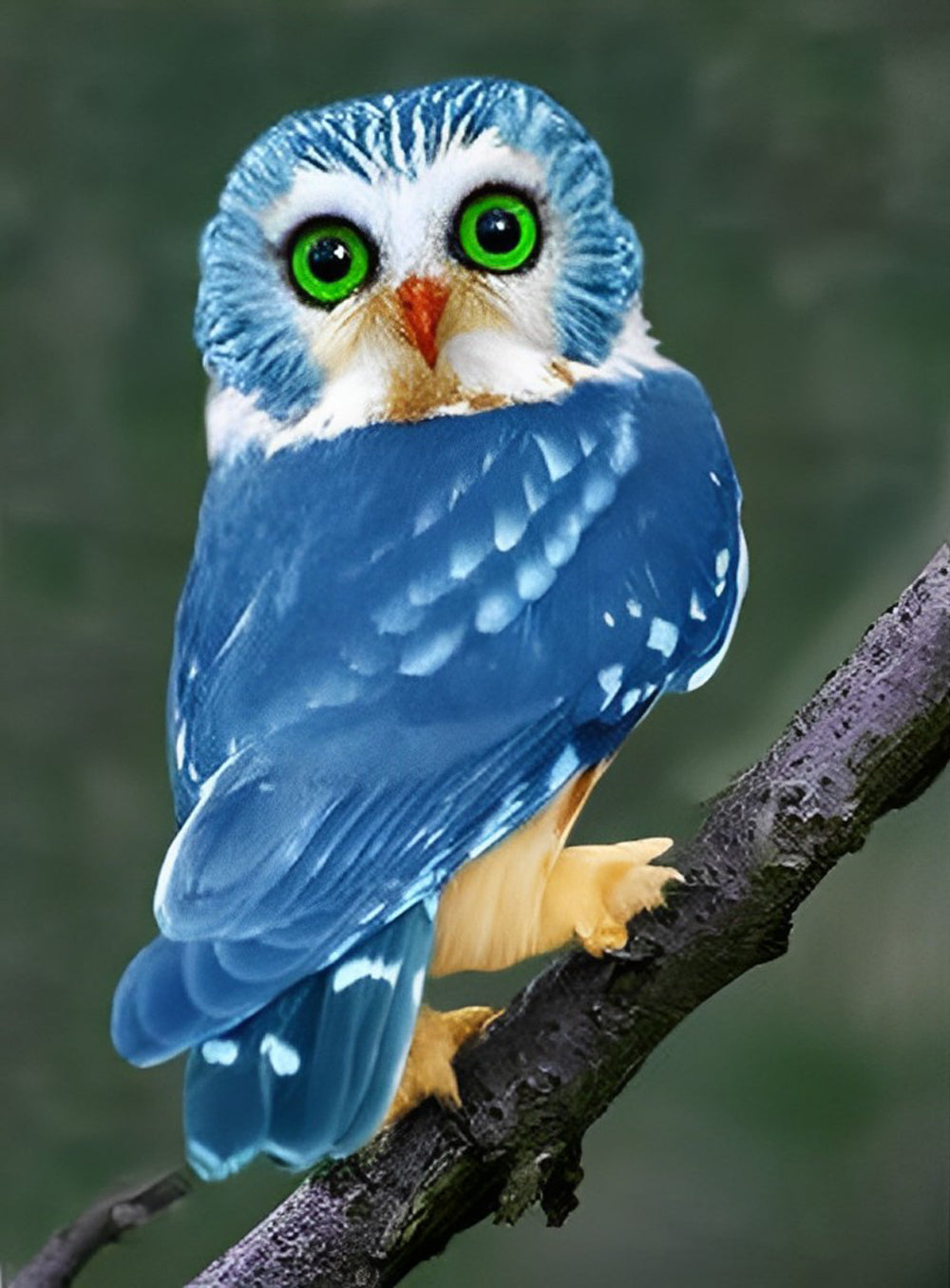 Blauwe Uil op een Tak Diamond Painting