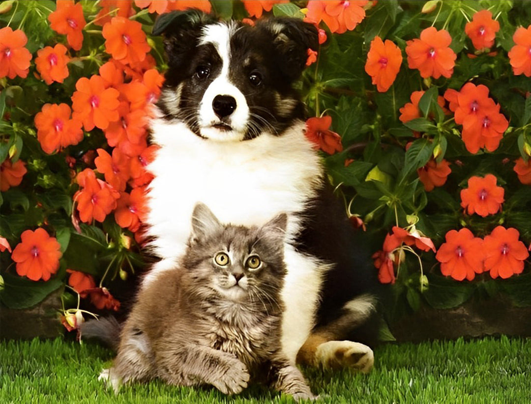 Border Collie en Kat voor Rode Bloemen Diamond Painting