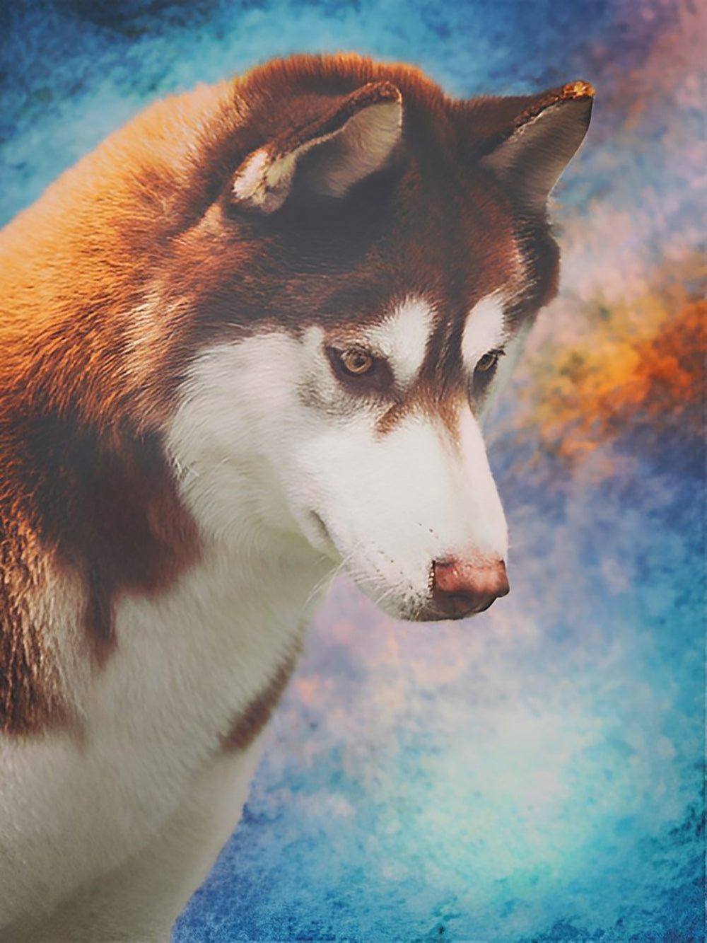 Bruine en Witte Husky Diamond Painting