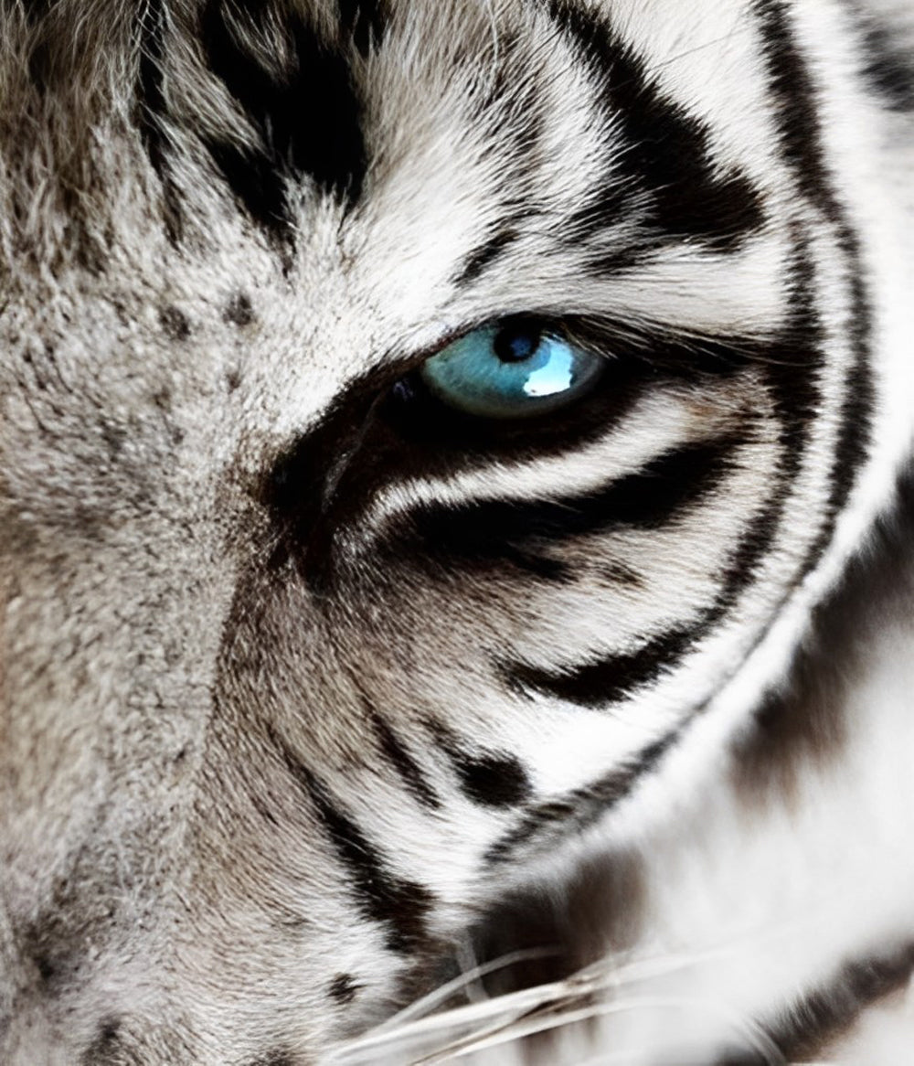 Close-up van het Halve Gezicht van Een Tijger Diamond Painting