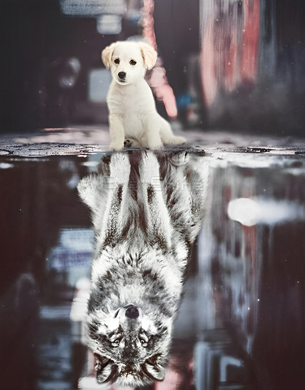 De Hond en de Weerspiegeling van de Wolf in het Water Diamond Painting