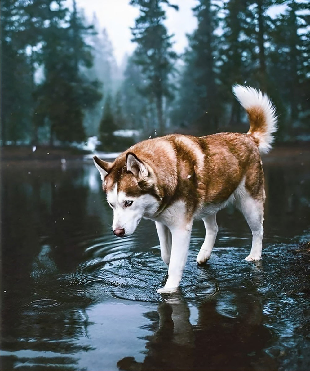 De Hond in de Rivier Diamond Painting