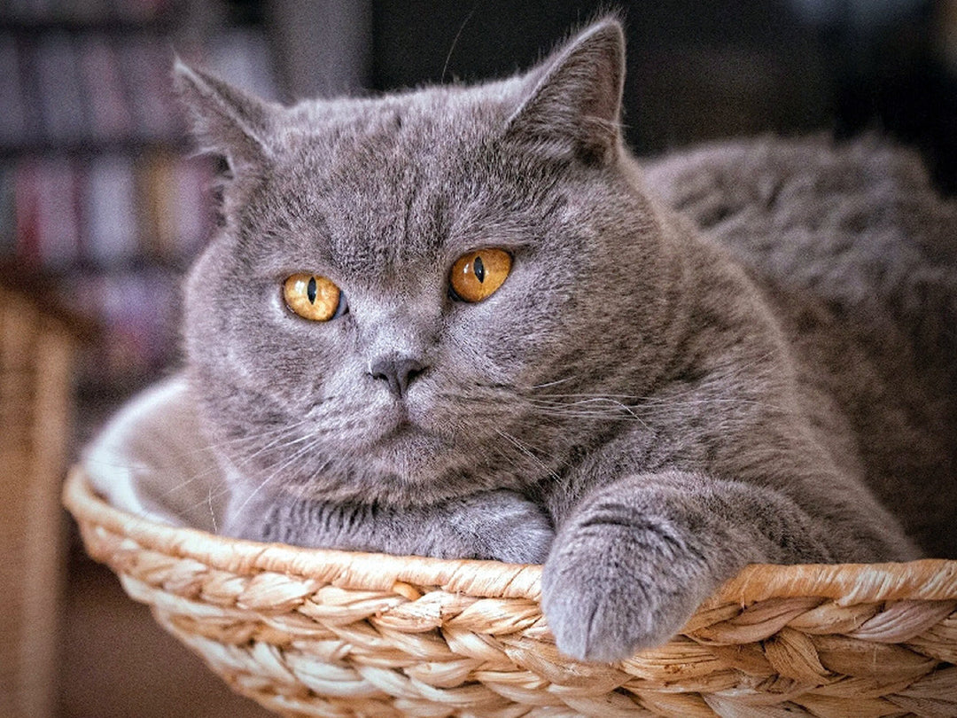 De Kat in de Mand Diamond Painting