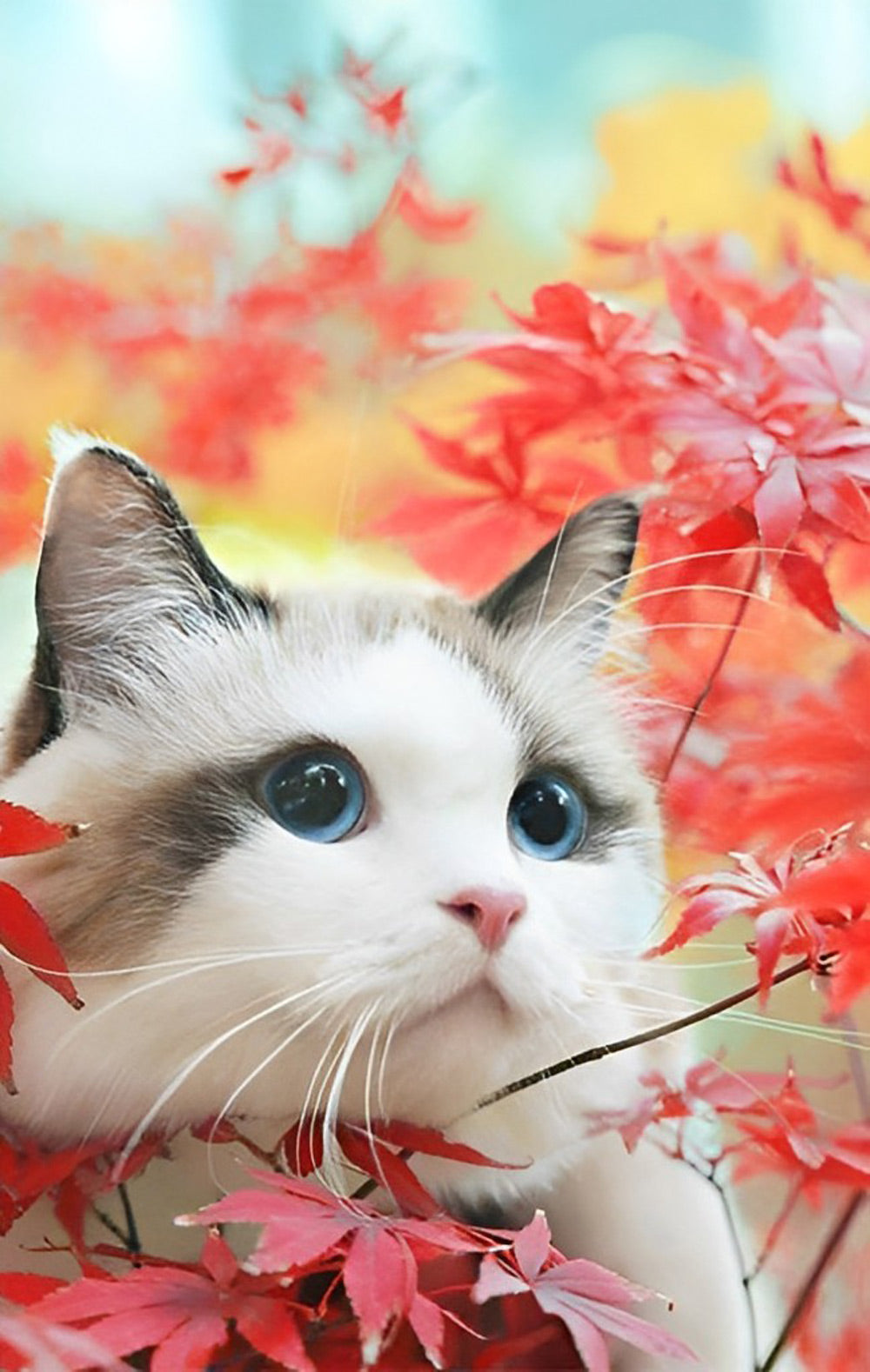 De Kat in Rode Esdoornbladeren Diamond Painting
