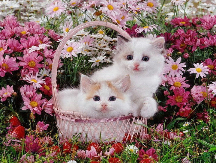 De Katten in de Roze Mand voor de Bloemen Diamond Painting