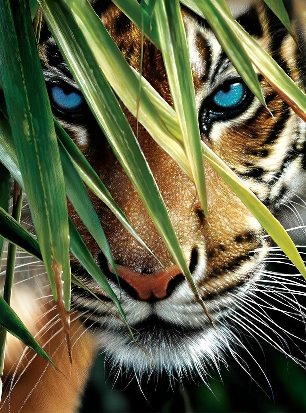 De Tijger achter het Gras Diamond Painting