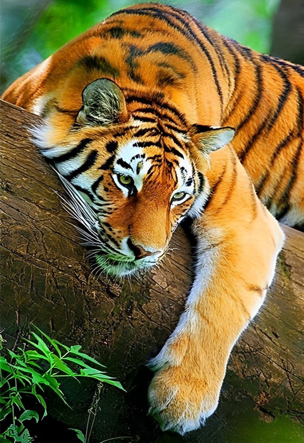De Tijger in de Boom Diamond Painting