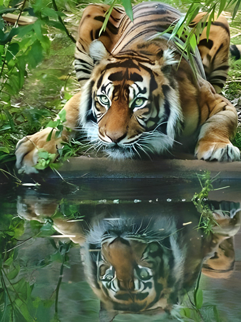 De Tijger in het Gras op de Oever Diamond Painting