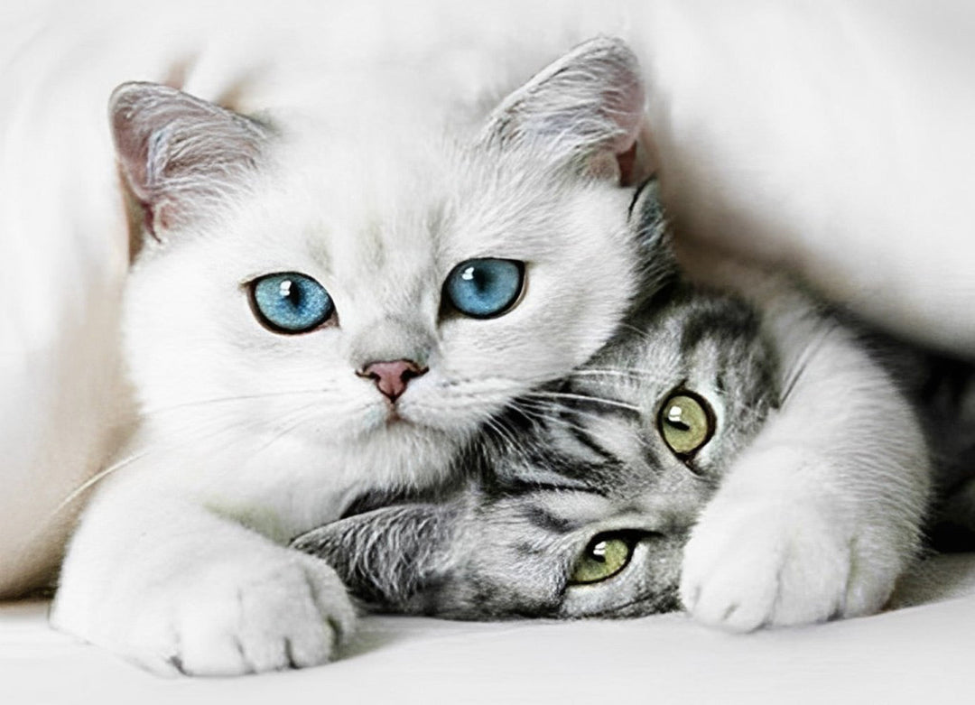 De Witte Kat omhelst de Civetkat Diamond Painting