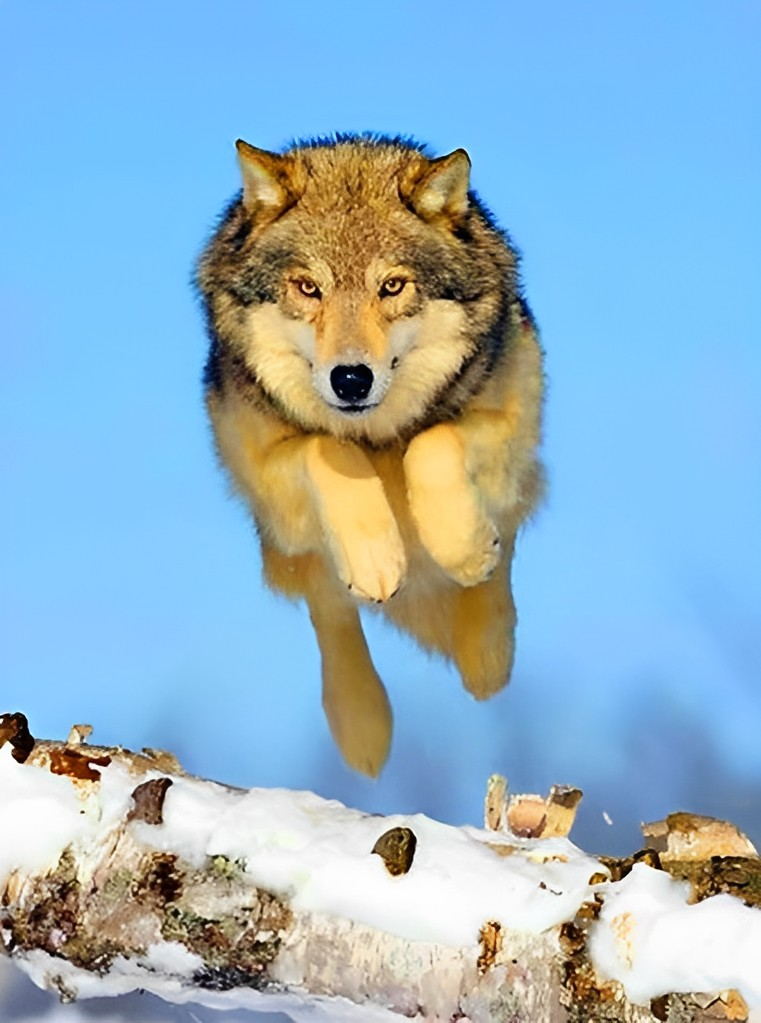 De Wolf die op de Rivieroever Sprong Diamond Painting