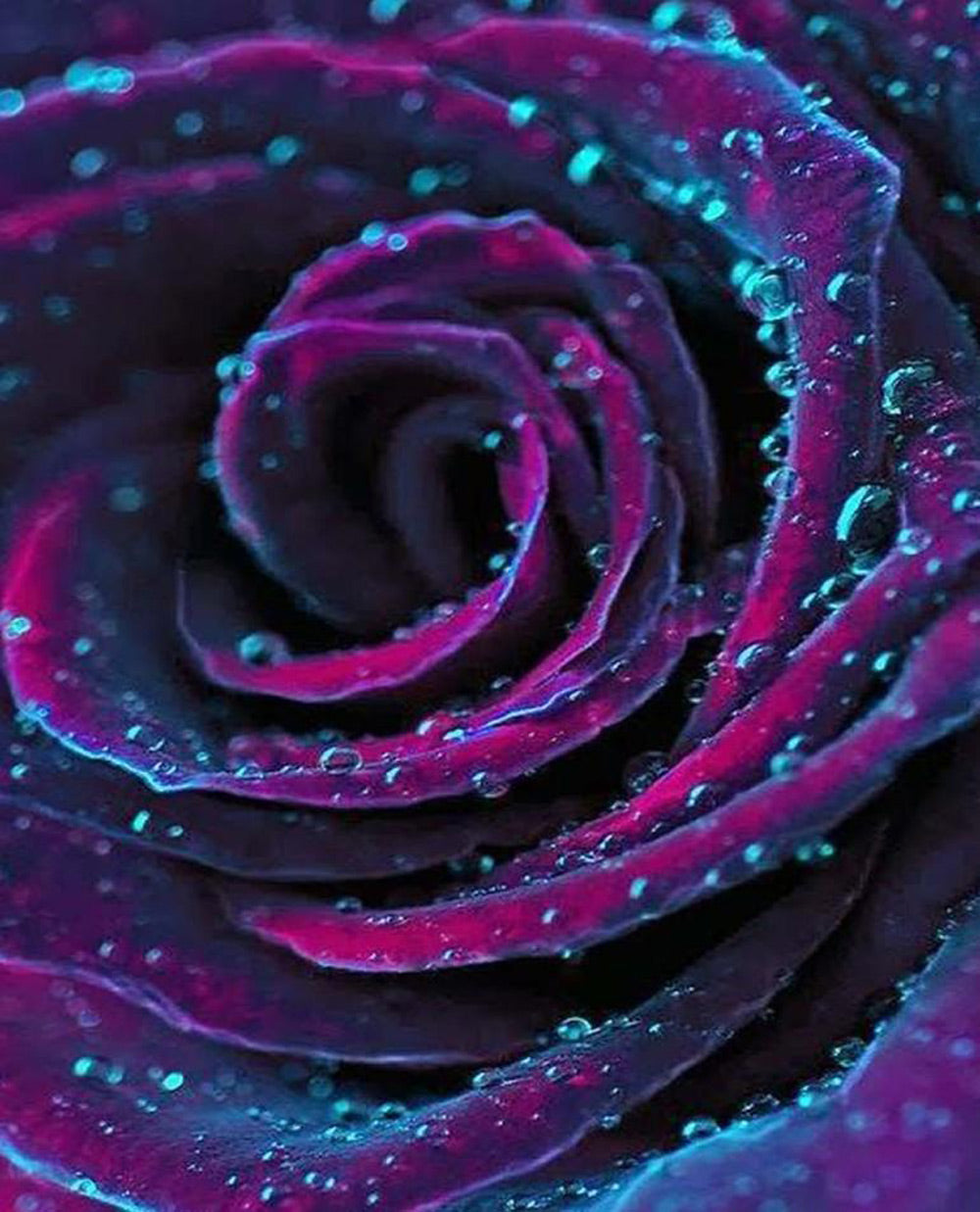 Dieppurpere Roos met Waterdruppels Diamond Painting