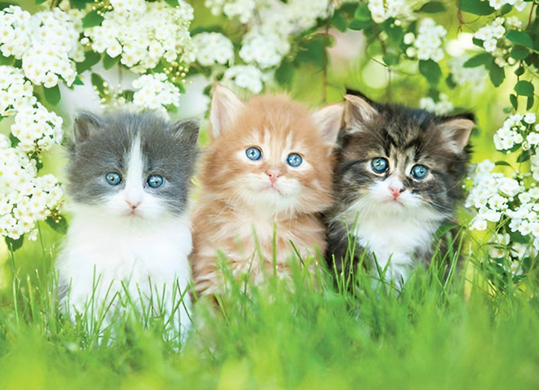 Drie Kittens tussen de Lentebloesems Diamond Painting