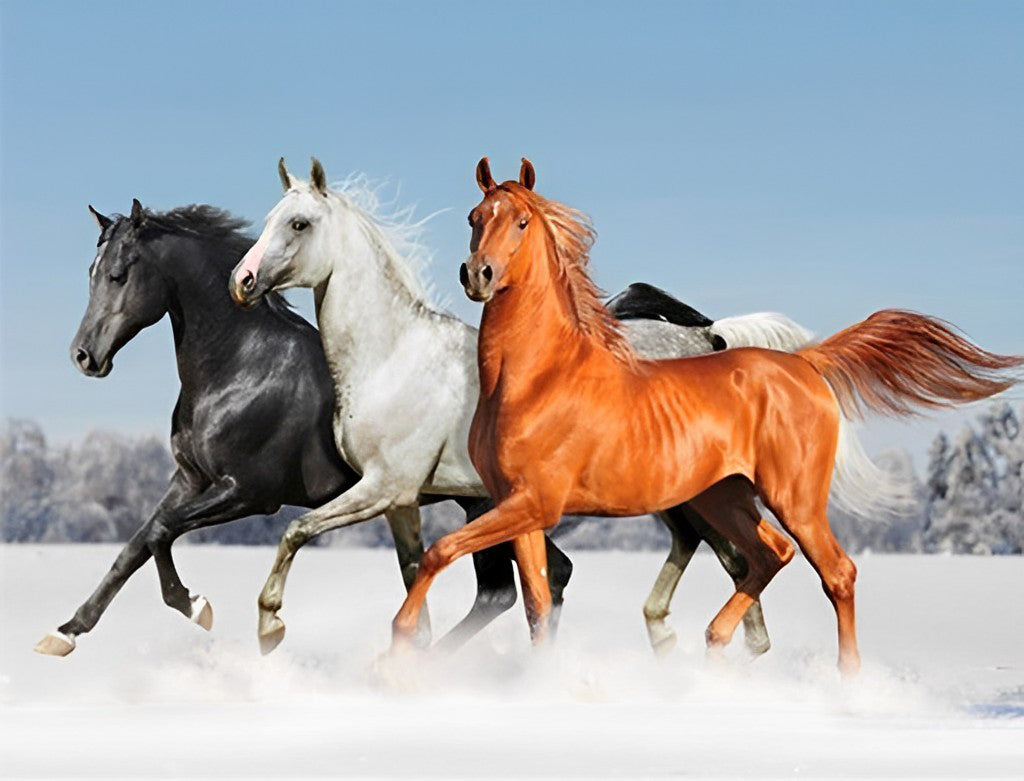 Drie Paarden Zwart Wit en Bruin Diamond Painting