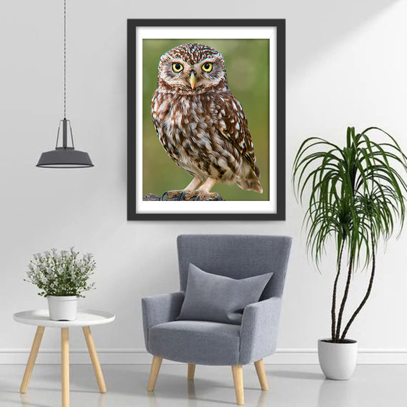 Een Bruine Uil Diamond Painting