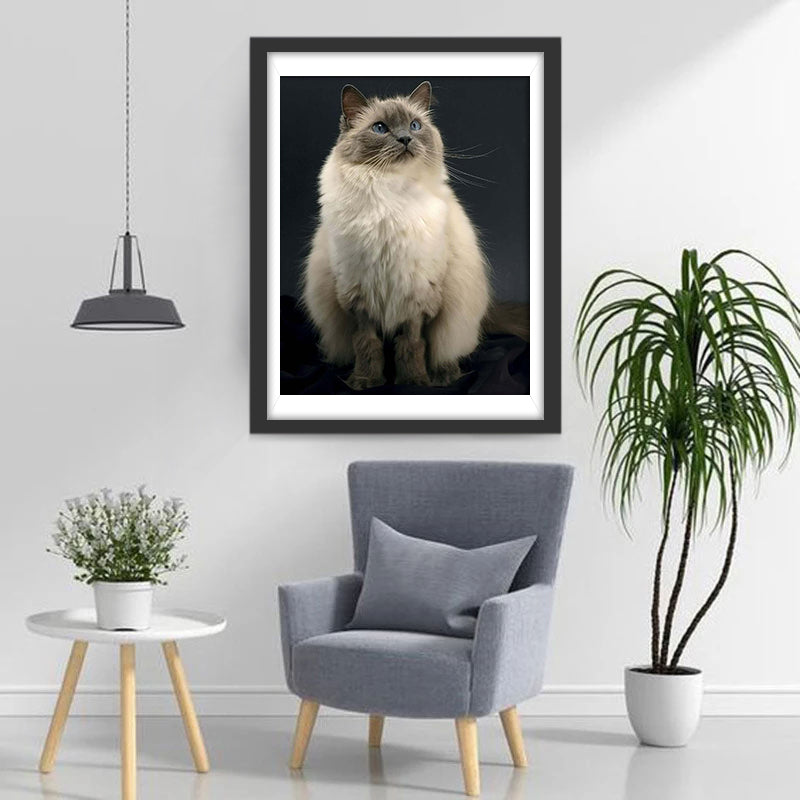 Een Gekke Ragdoll-Kat Diamond Painting