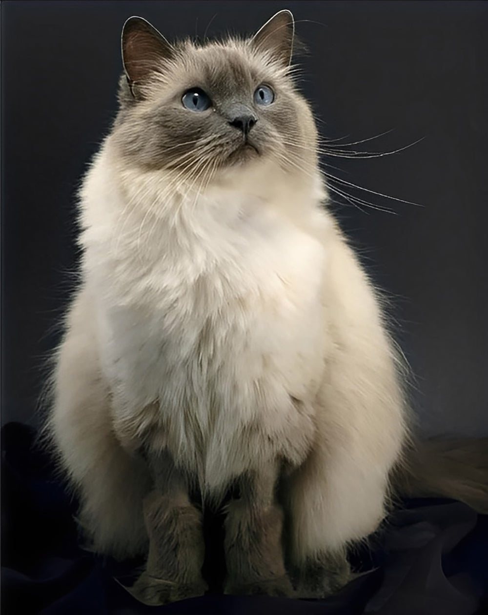 Een Gekke Ragdoll-Kat Diamond Painting