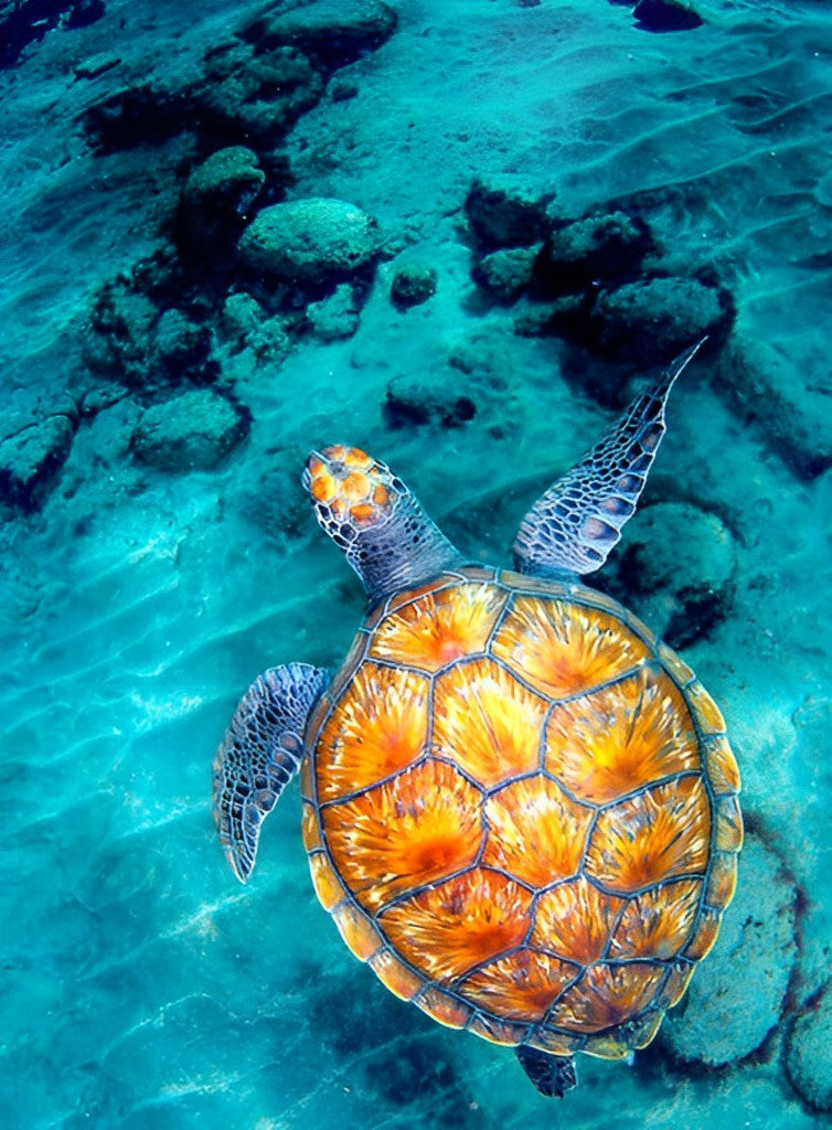 Een Gouden Zeeschildpad in Zee Diamond Painting